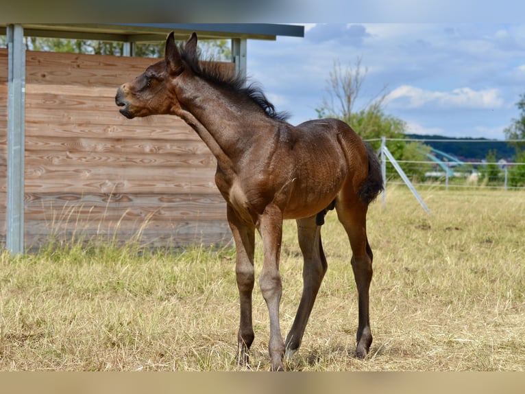 Criollo Stallion  14,1 hh Brown in Theres