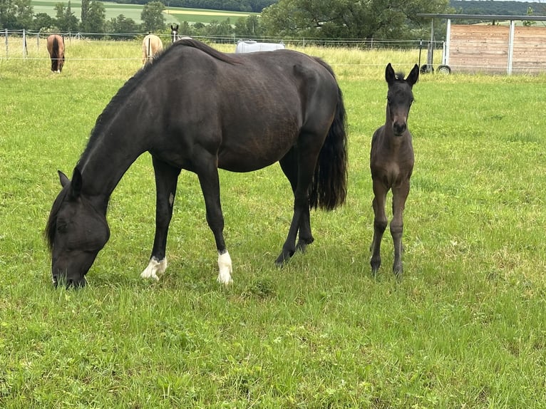 Criollo Stallion  14,1 hh Brown in Theres