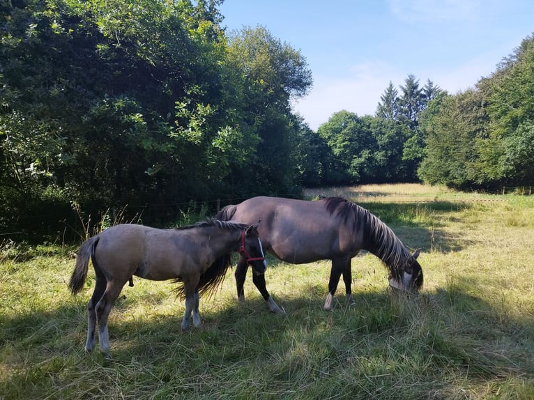 Criollo Stallion  14,1 hh Grullo in Commana