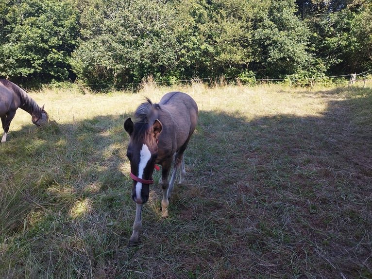Criollo Stallion  14,1 hh Grullo in Commana