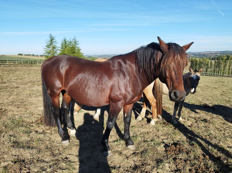 Criollo Stallion  14,1 hh Grullo in Commana