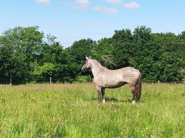 Criollo Stallion  14,1 hh Grullo in Commana