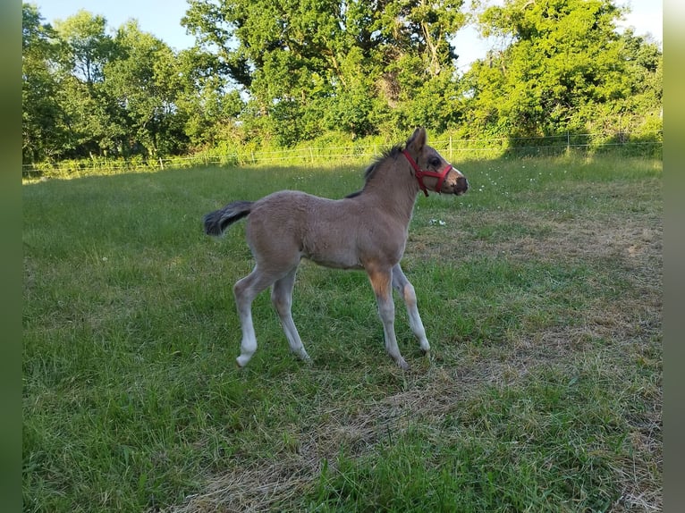 Criollo Stallion  14,1 hh Grullo in Commana