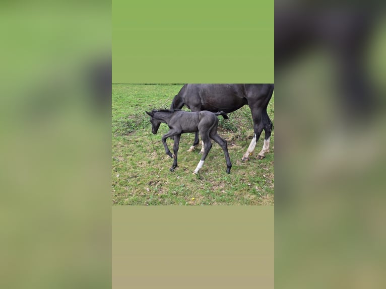Criollo Stallion Foal (06/2025) 14,2 hh Black in Sommerkahl