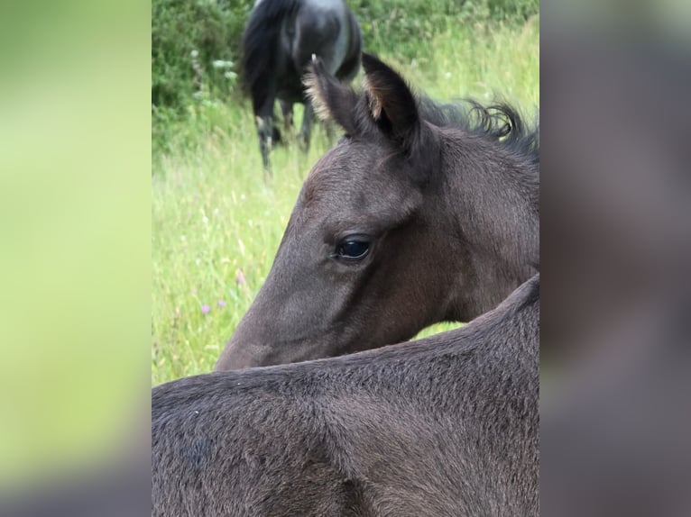Criollo Stallion  14,2 hh Grullo in Sommerkahl