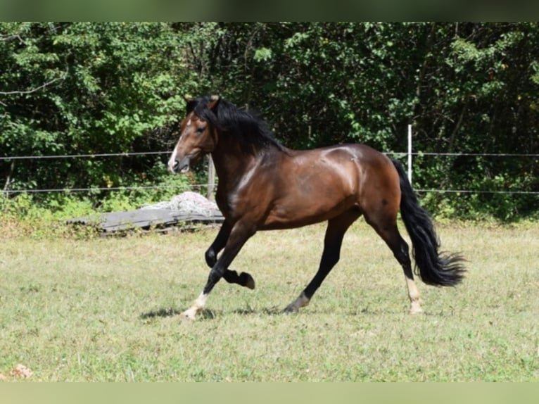 Criollo Stallion  14,2 hh Grullo in Sommerkahl