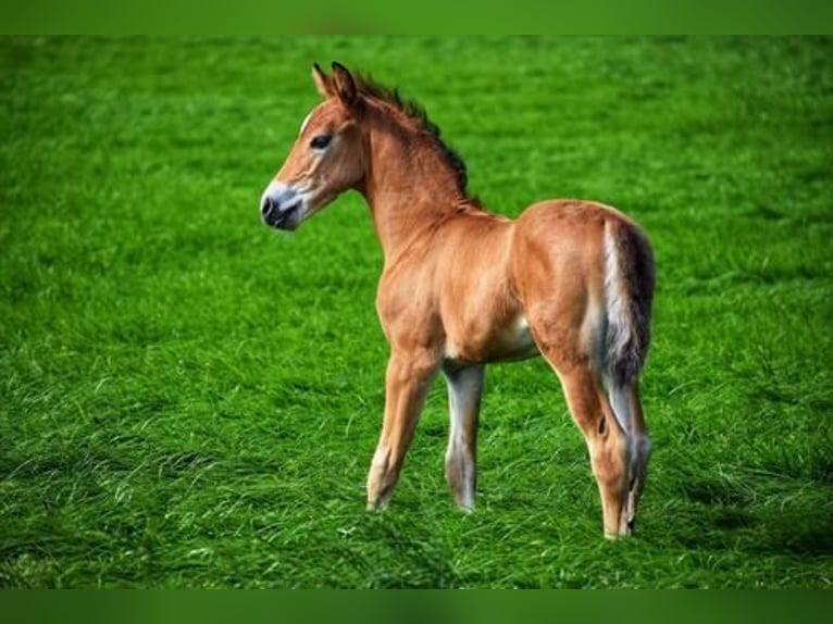 Criollo Mix Stallion Foal (06/2024) 15,1 hh Brown-Light in Volkel