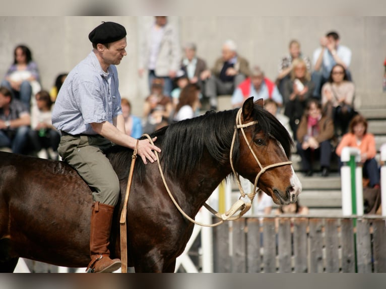 Criollo Stallion  15,1 hh Roan-Bay in Sommerkahl