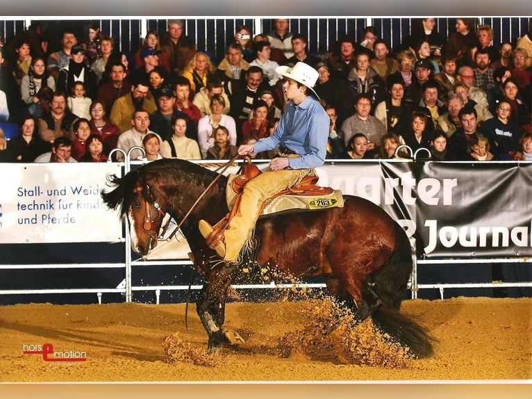 Criollo Stallion  15,1 hh Roan-Bay in Sommerkahl