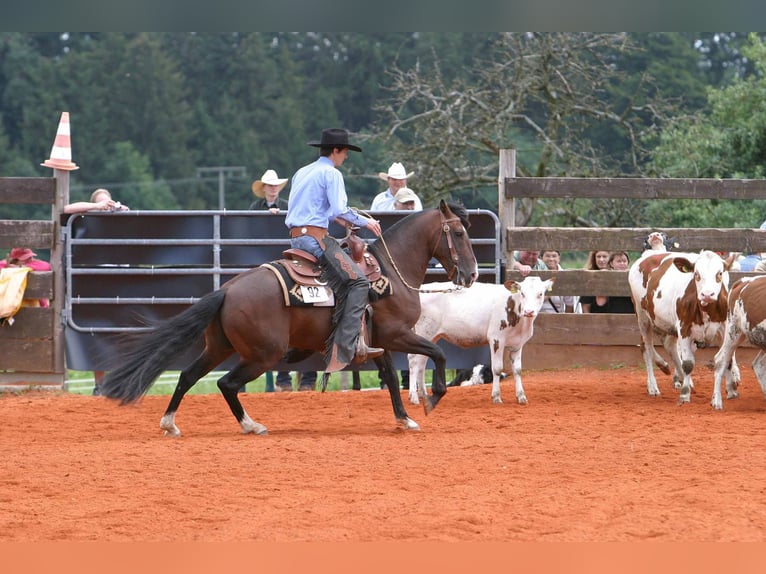 Criollo Stallion  15,1 hh Roan-Bay in Sommerkahl