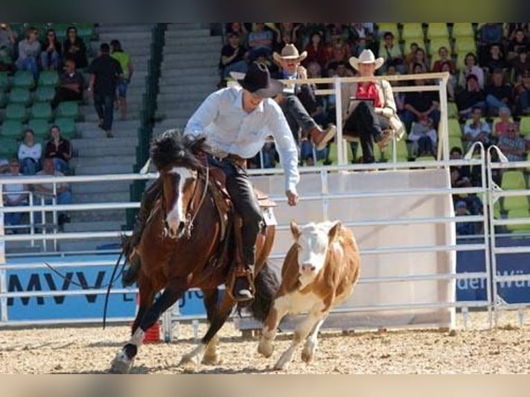 Criollo Stallion  15,1 hh Roan-Bay in Sommerkahl
