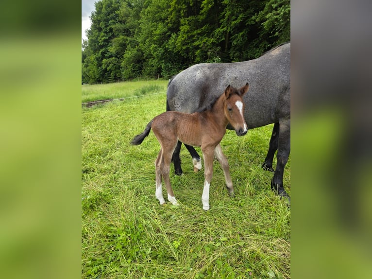 Criollo Stallion  15,1 hh Roan-Bay in Sommerkahl