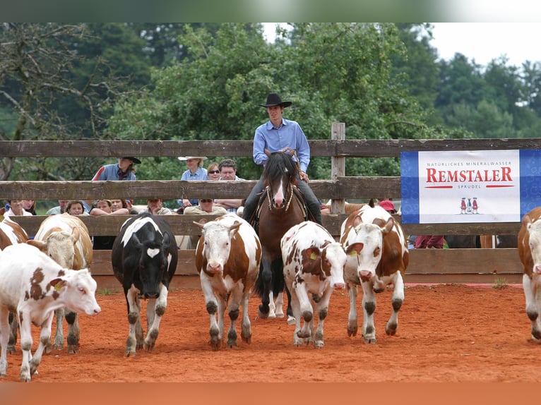 Criollo Stallion  15,1 hh Roan-Bay in Sommerkahl