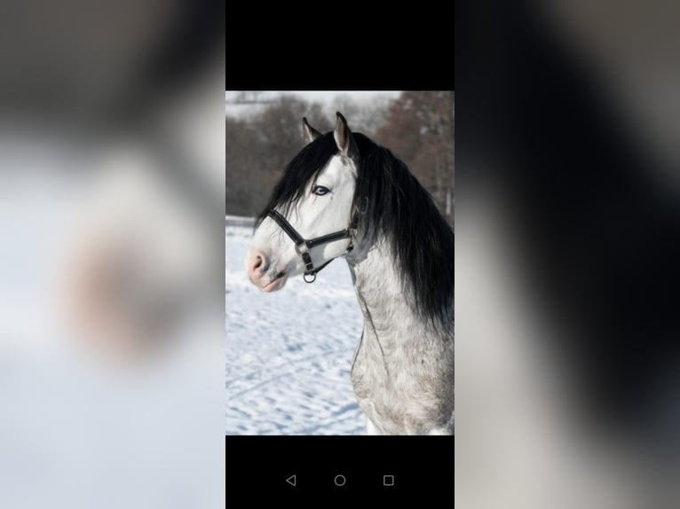 Criollo Stallion Overo-all-colors in Sommerkahl