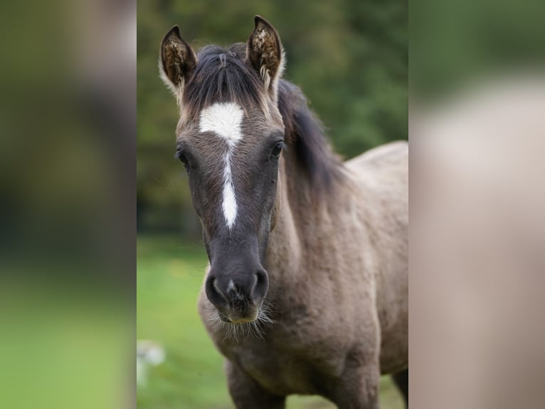 Criollo Stallion Overo-all-colors in Sommerkahl