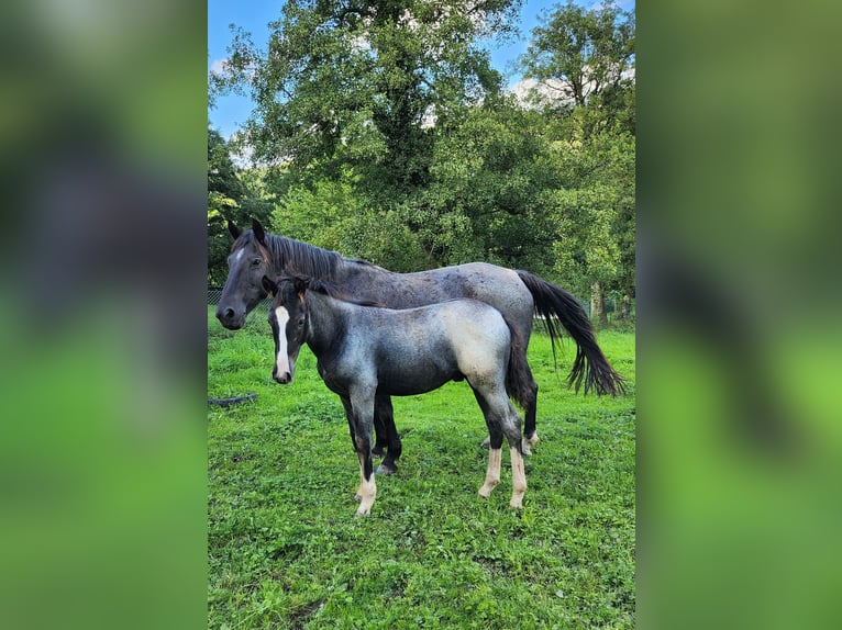 Criollo Stallion Overo-all-colors in Sommerkahl