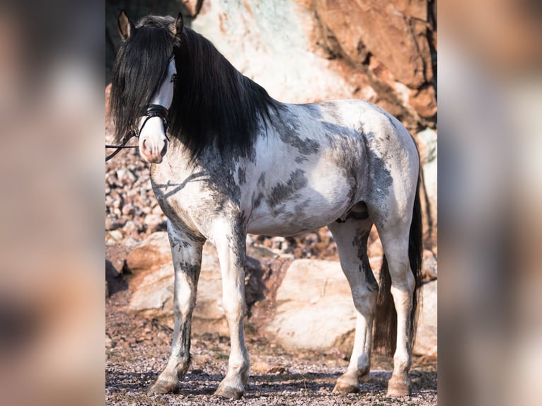 Criollo Stallion Overo-all-colors in Sommerkahl