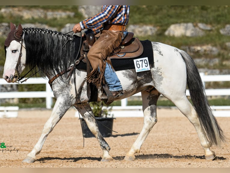 Criollo Stallion Overo-all-colors in Sommerkahl