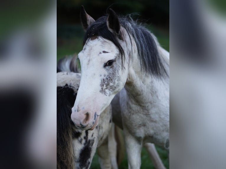 Criollo Stallion Overo-all-colors in Sommerkahl