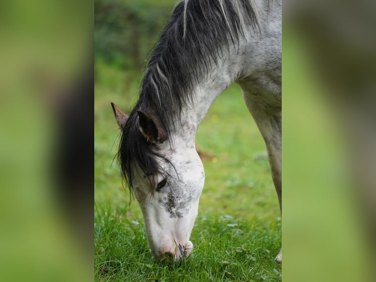 Criollo Stallion Overo-all-colors in Sommerkahl