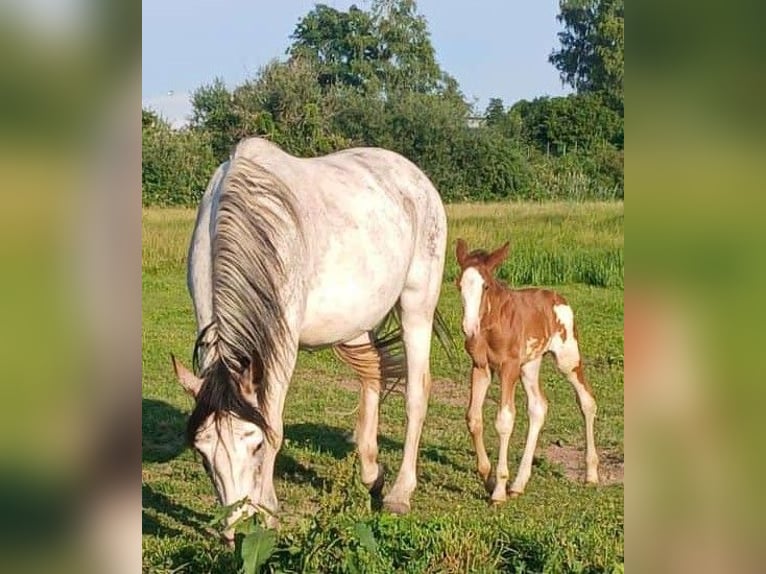 Criollo Stallion Overo-all-colors in Sommerkahl