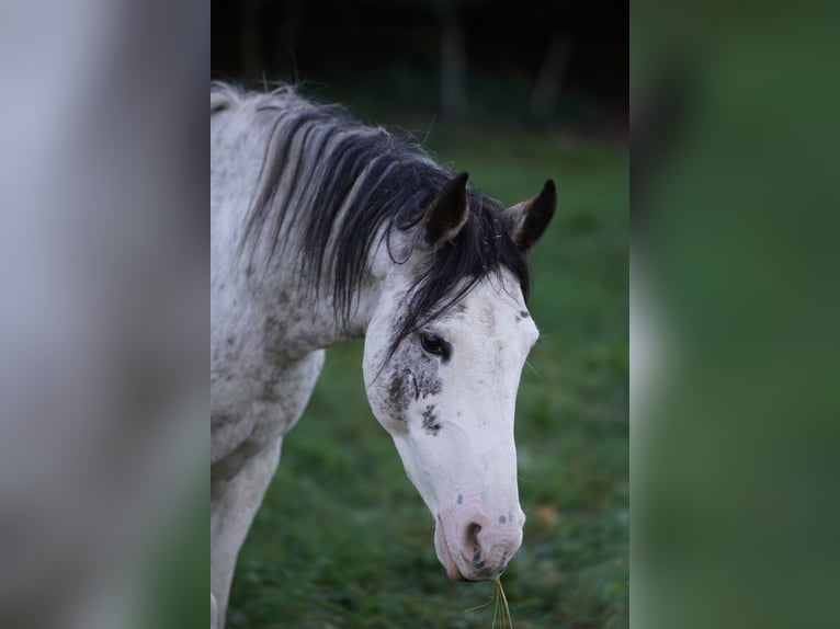 Criollo Stallion Overo-all-colors in Sommerkahl