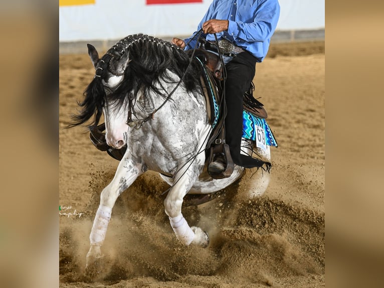 Criollo Stallion Overo-all-colors in Sommerkahl Criollo Stallion Overo-all-colors in Sommerkahl