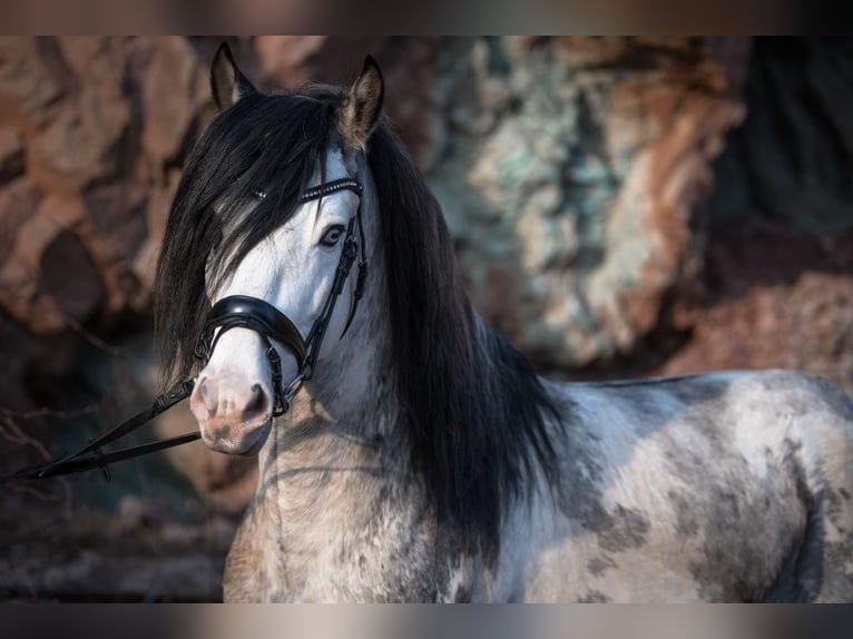 Criollo Stallion Overo-all-colors in Sommerkahl Criollo Stallion Overo-all-colors in Sommerkahl