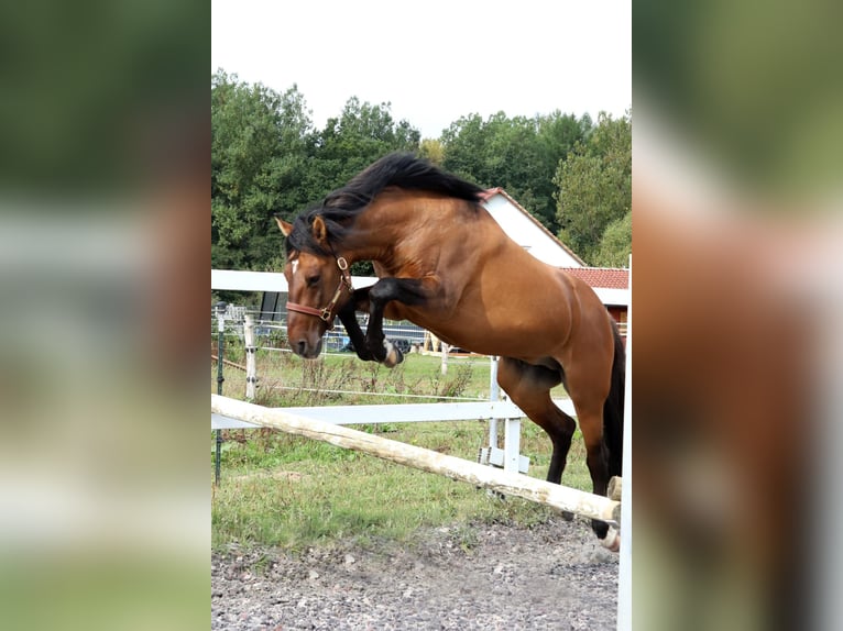 Criollo Stallone 14 Anni 145 cm Falbo in Krauchenwies