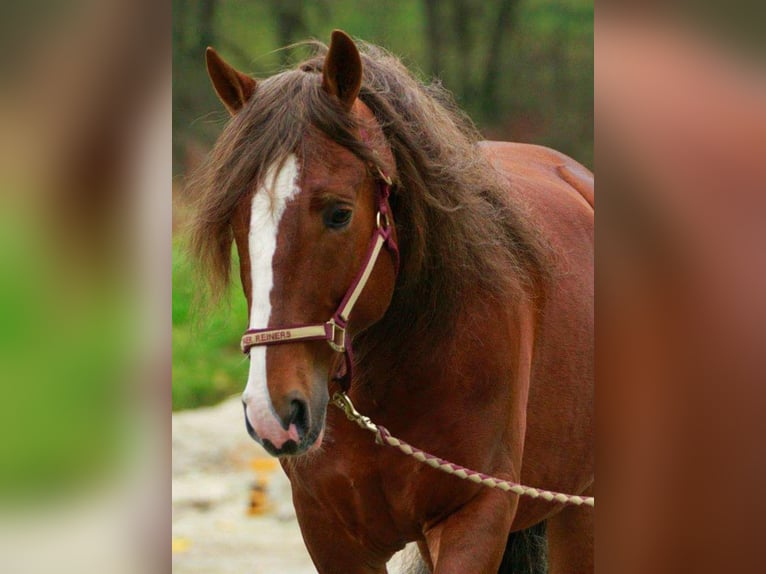 Criollo Stallone 17 Anni 149 cm Sauro scuro in Belgweiler