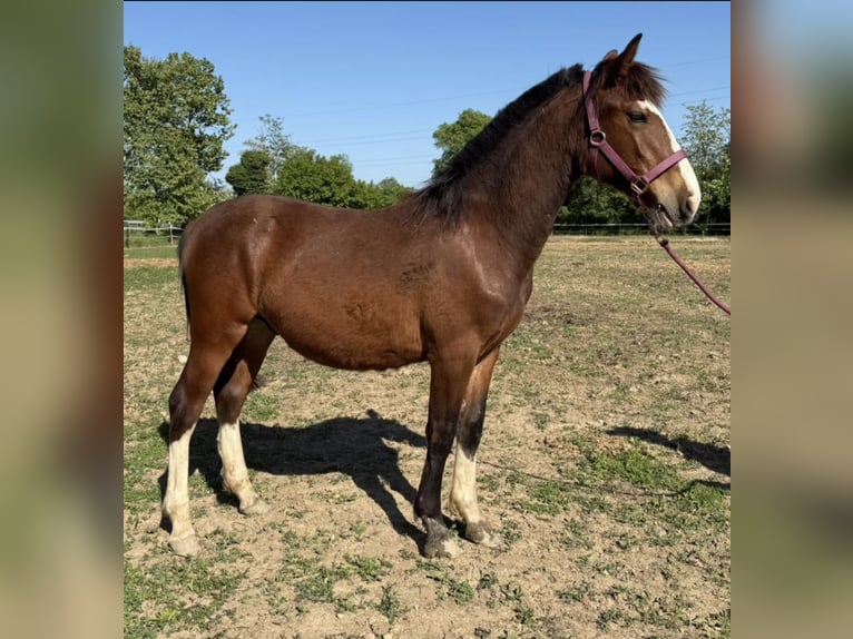 Criollo Stallone 1 Anno 135 cm Baio in Bergamo