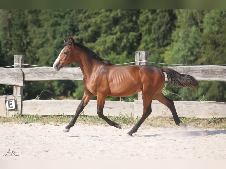 Criollo Stallone 1 Anno 144 cm Baio scuro in Heimbuchenthal