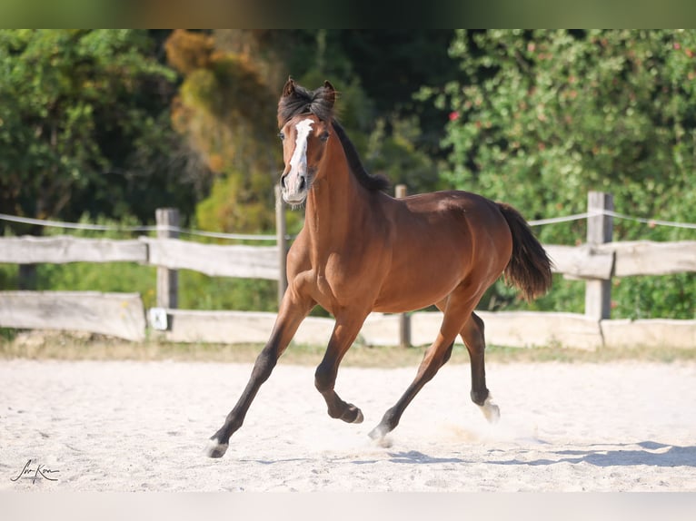 Criollo Stallone 1 Anno 144 cm Baio scuro in Heimbuchenthal