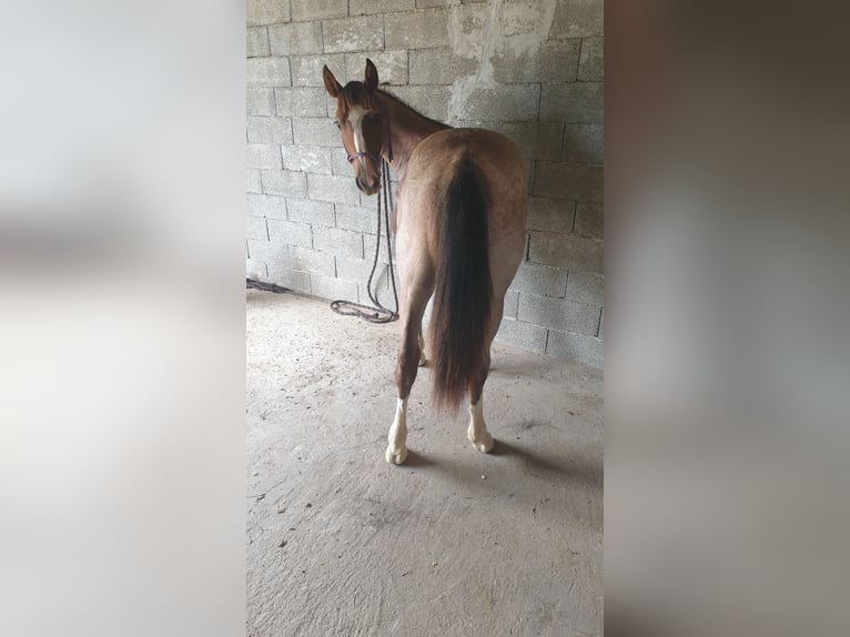 Criollo Stallone 1 Anno 145 cm Baio roano in Montgaillard