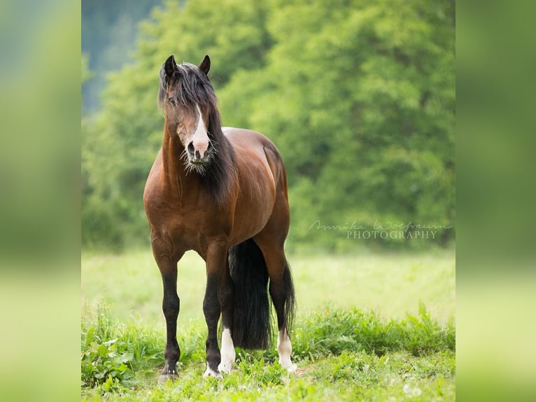 Criollo Stallone 1 Anno 150 cm Morello in Sommerkahl
