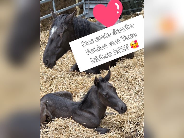 Criollo Stallone 1 Anno 150 cm Morello in Sommerkahl