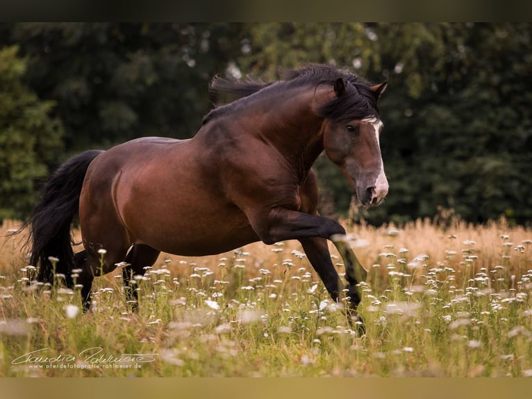 Criollo Stallone 1 Anno 150 cm Morello in Sommerkahl