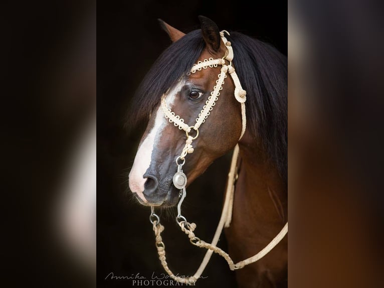 Criollo Stallone 1 Anno 150 cm Morello in Sommerkahl