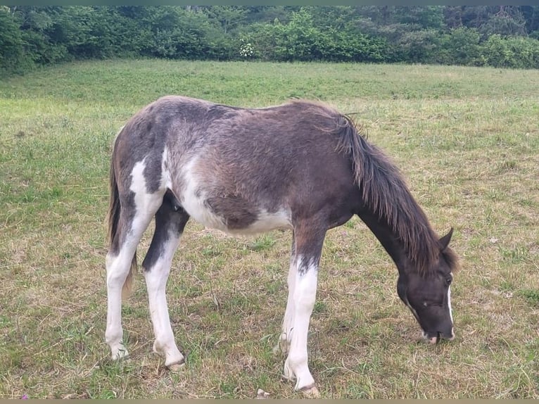 Criollo Stallone 1 Anno 155 cm Overo-tutti i colori in Sommerkahl