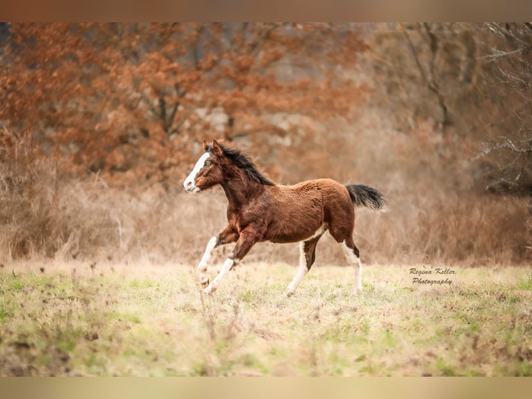 Criollo Stallone 1 Anno Baio in Faulbach
