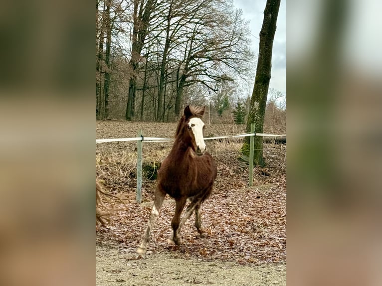 Criollo Stallone 1 Anno  in Mengen