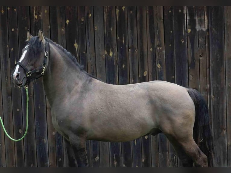 Criollo Stallone 6 Anni 150 cm Falbo in Gelchsheim