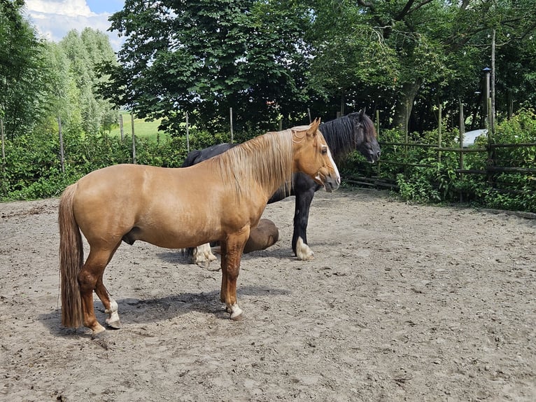 Criollo Stallone 9 Anni 144 cm Sauro in Wolvega