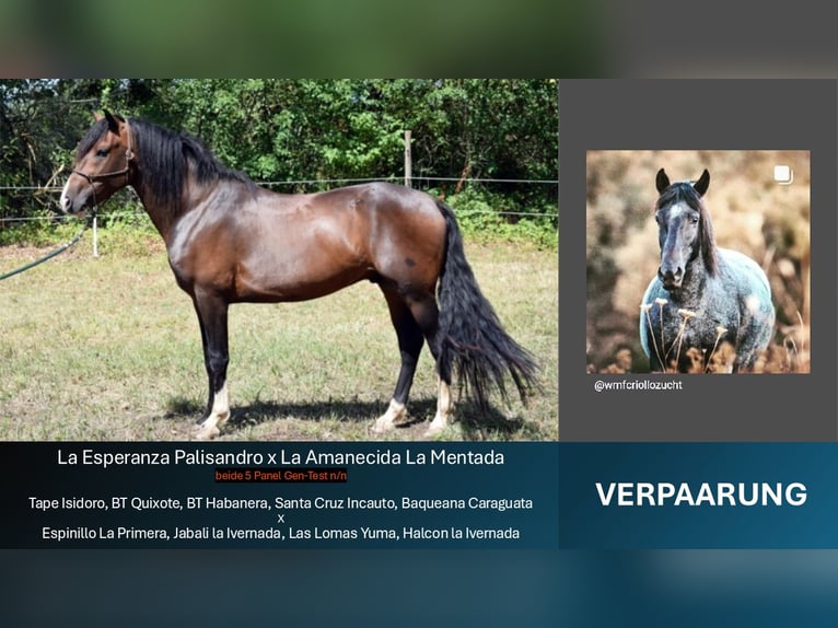 Criollo Stallone Baio in Sommerkahl Criollo Stallone Baio in Sommerkahl