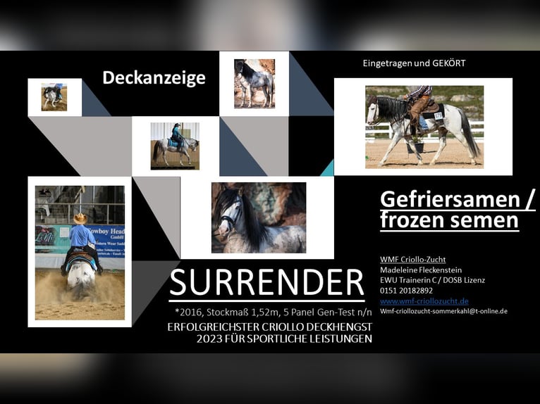 Criollo Stallone Overo-tutti i colori in Sommerkahl Criollo Stallone Overo-tutti i colori in Sommerkahl