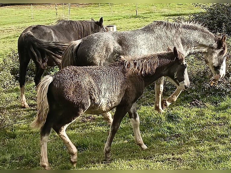 Criollo Stallone Puledri (06/2025) 145 cm Overo-tutti i colori in Wörth am Main