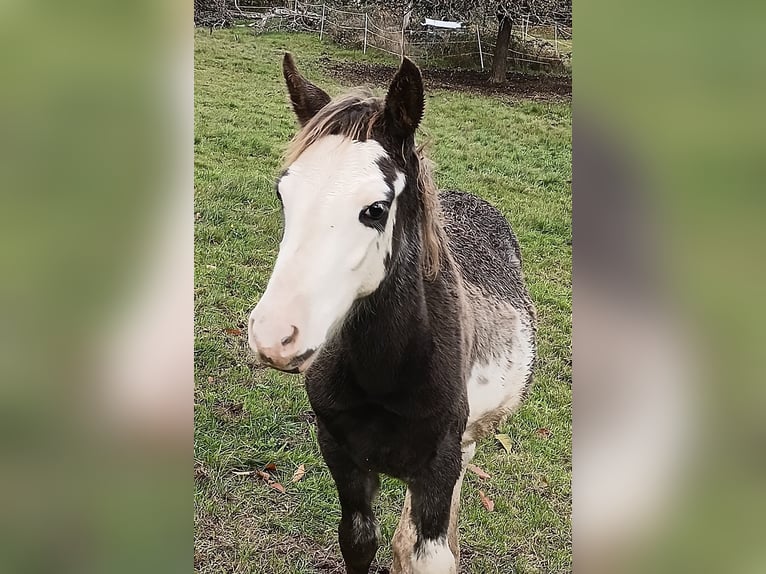 Criollo Stallone Puledri (06/2025) 145 cm Overo-tutti i colori in Wörth am Main