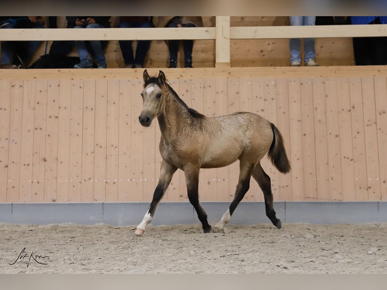 Criollo Stallone Puledri
 (05/2024) 146 cm Pelle di daino in Heimbuchenthal