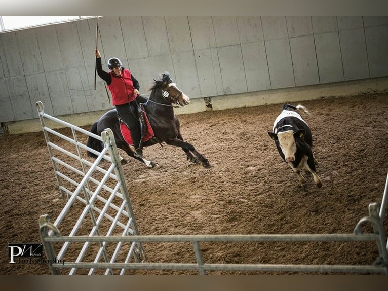 Criollo Stallone Puledri (06/2025) 148 cm Morello in Sommerkahl