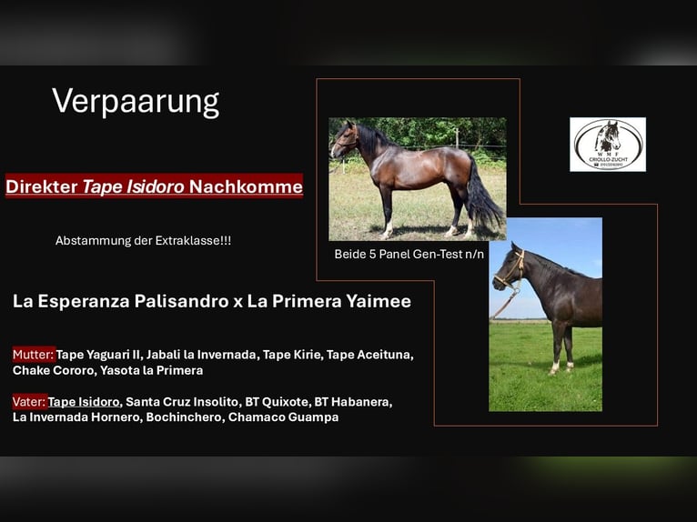 Criollo Stallone Puledri (06/2025) 148 cm Morello in Sommerkahl